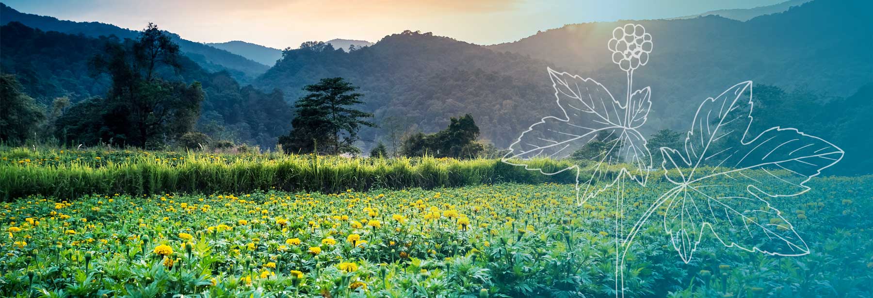 Southern Oregon natural medicines, botanicals, homeopathics